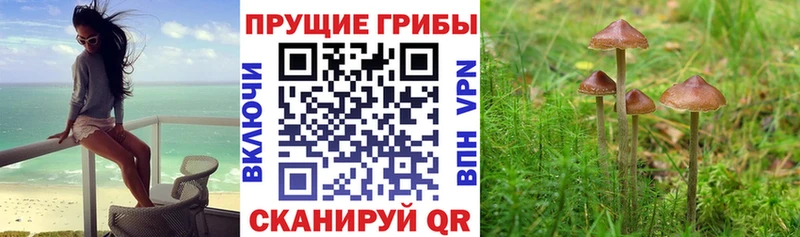 блэк спрут ТОР  Болхов  Псилоцибиновые грибы Psilocybine cubensis  наркотики 